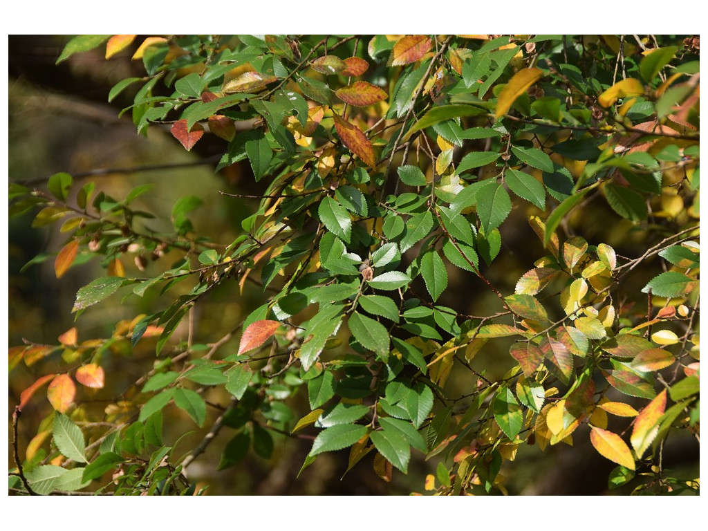 ULMUS PARVIFOLIA CMBJP1847