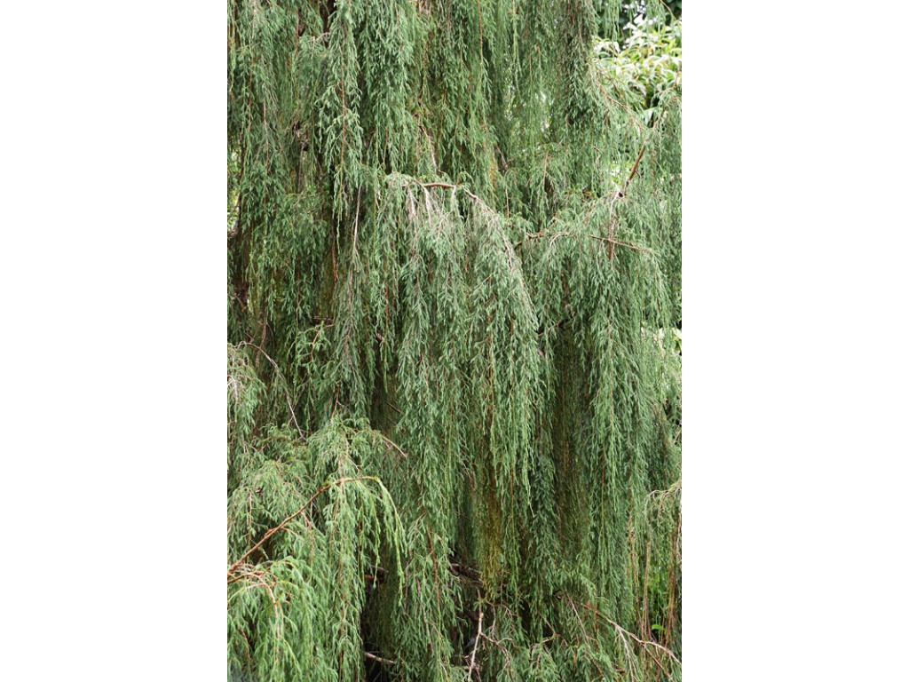JUNIPERUS RECURVA var.COXII JUNIPERUS RECURVA var.COXII