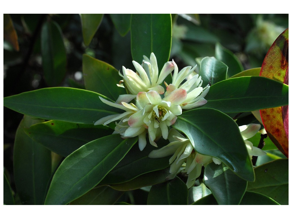 ILLICIUM ANISATUM CBJP2168 ILLICIUM ANISATUM CBJP2168