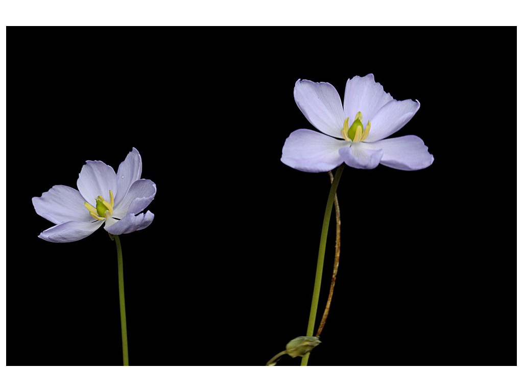 JEFFERSONIA DUBIA JEFFERSONIA DUBIA