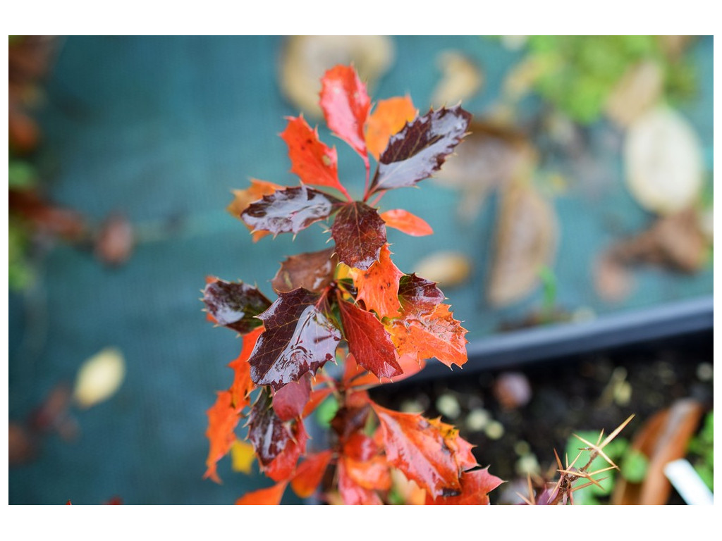 BERBERIS DIAPHANA CH5102 BERBERIS DIAPHANA CH5102