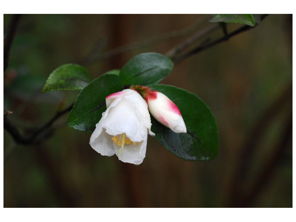 CAMELLIA TRANSNOKOENSIS CAMELLIA TRANSNOKOENSIS