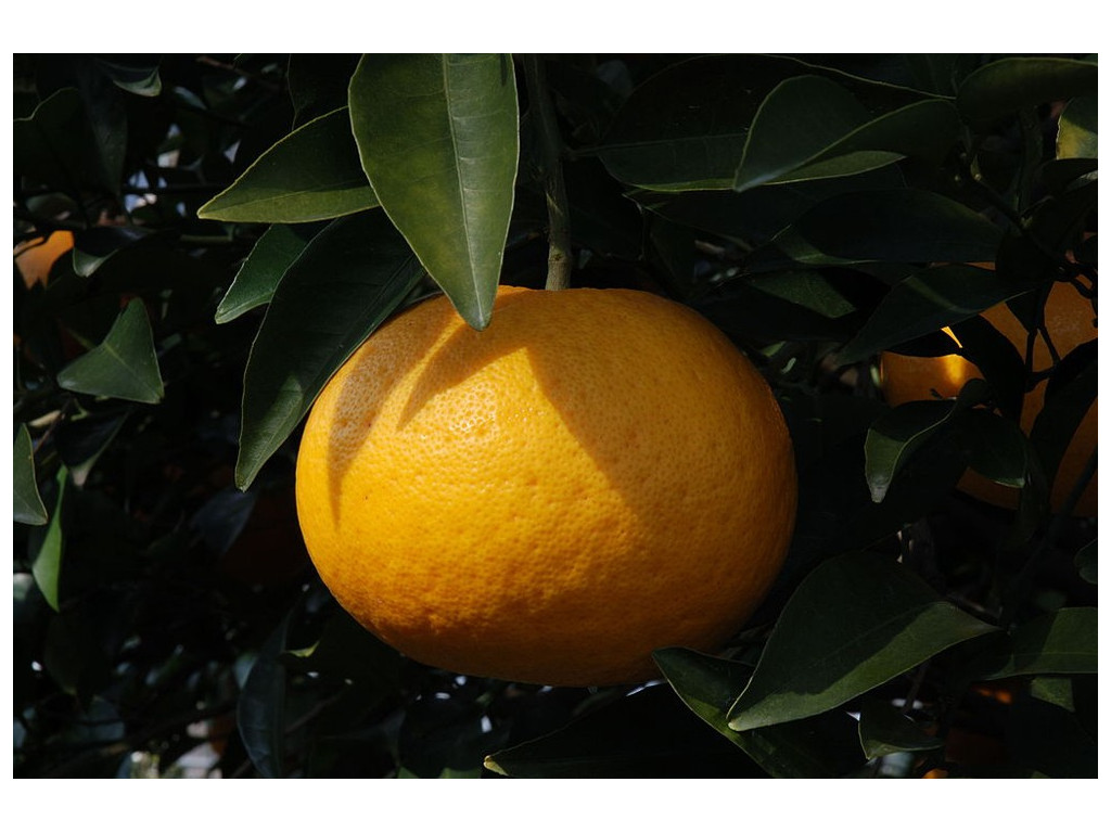 CITRUS NATSUDAIDAI JP5352 CITRUS NATSUDAIDAI JP5352