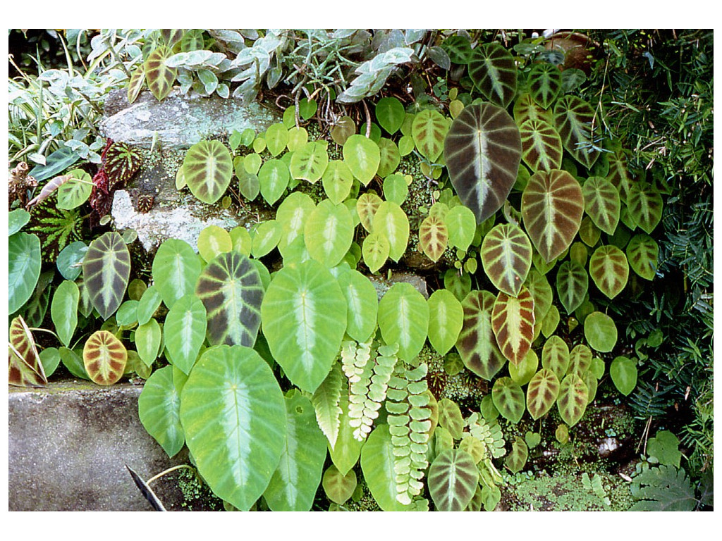 COLOCASIA AFFINIS var.JENNINGSII