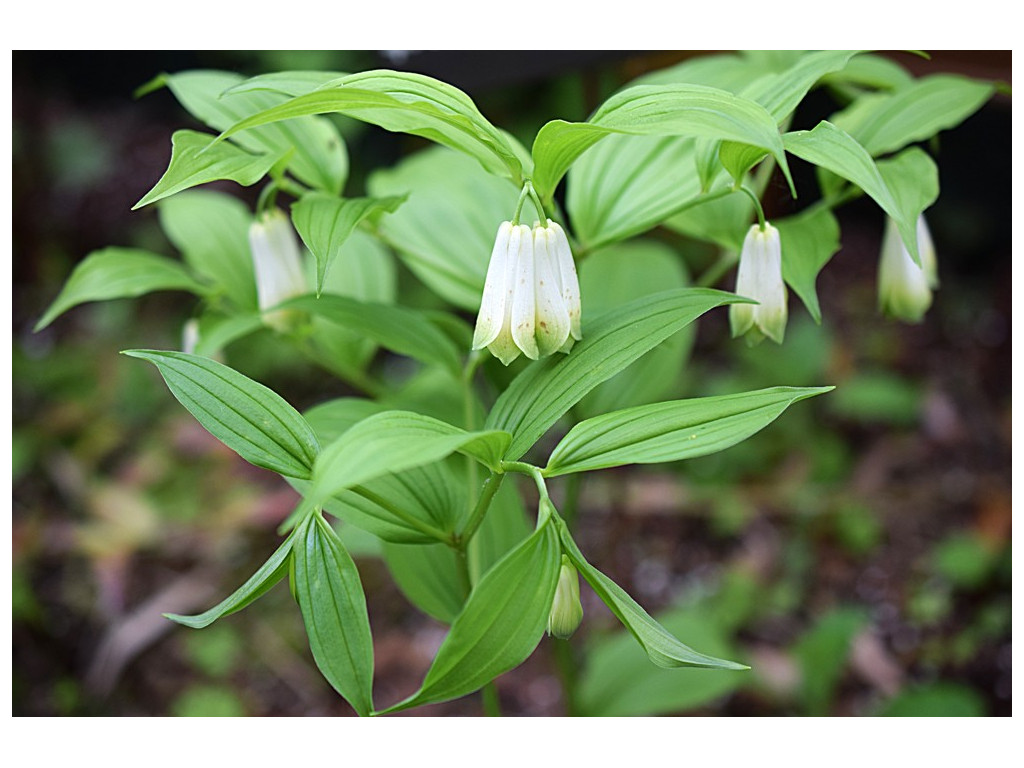 DISPORUM SESSILE f.MACROPHYLLUM DISPORUM SESSILE f.MACROPHYLLUM