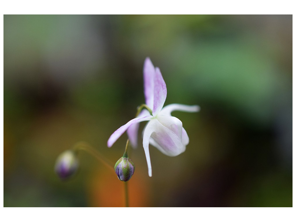 EPIMEDIUM 'MURASAKI SHIKIBU'