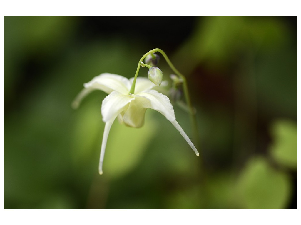 EPIMEDIUM GRANDIFLORUM 'KICHO' ('YELLOW PRINCESS')