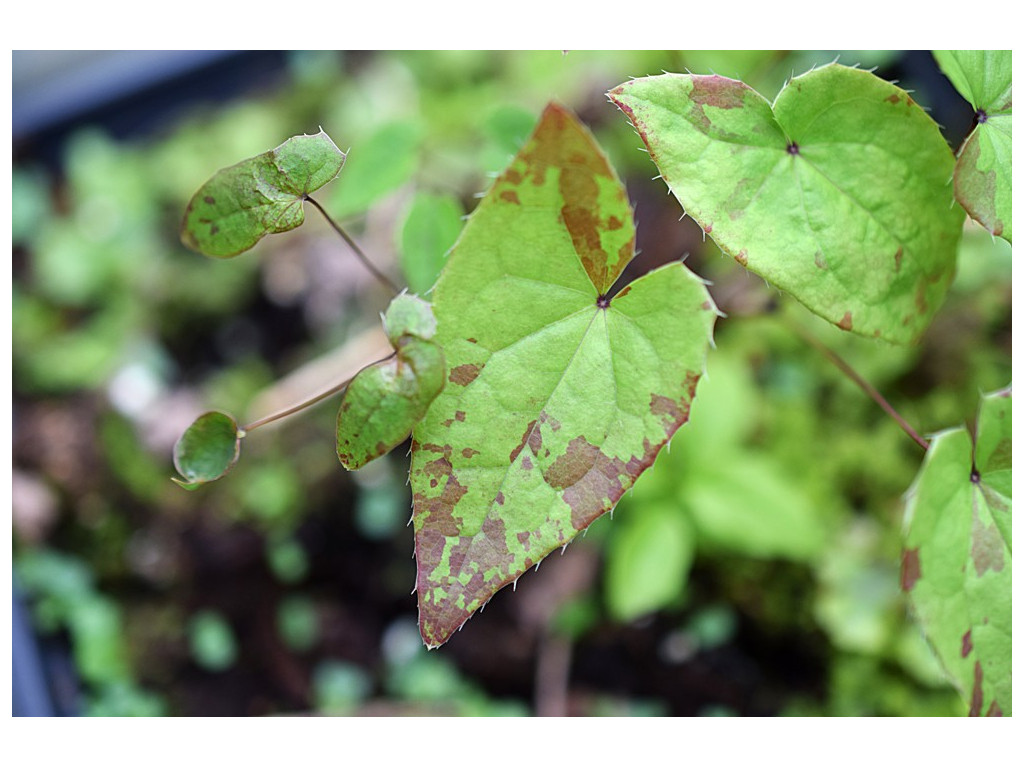 EPIMEDIUM 'CRIME SCENE'