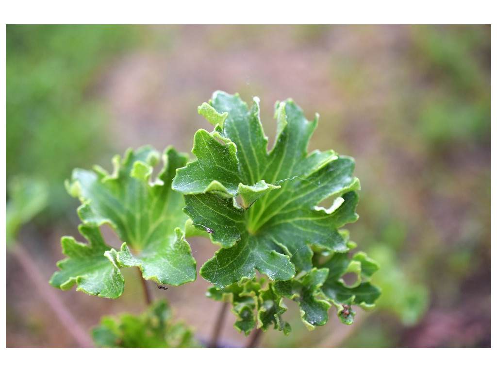 FARFUGIUM JAPONICUM 'SHISHI BOTAN' FARFUGIUM JAPONICUM 'SHISHI BOTAN'
