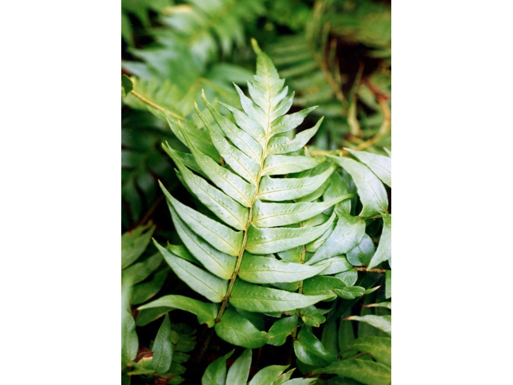 POLYSTICHUM LEPIDOCAULON POLYSTICHUM LEPIDOCAULON