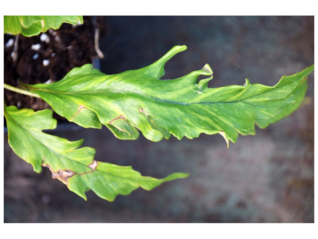 PYRROSIA LINGUA 'OGON NISHIKI' PYRROSIA LINGUA 'OGON NISHIKI'