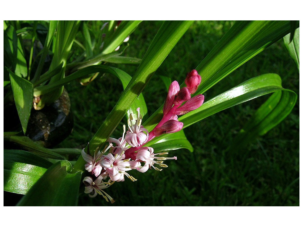 REINECKEA CARNEA CBCH324