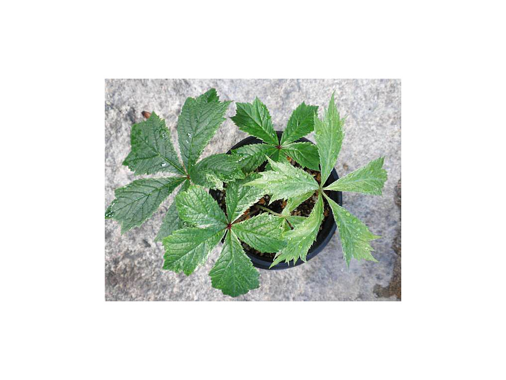 RODGERSIA PODOPHYLLA 'SHIRO FU' RODGERSIA PODOPHYLLA 'SHIRO FU'