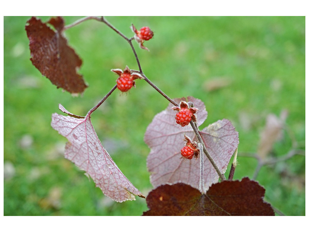RUBUS HUNANENSIS CMBTW1518