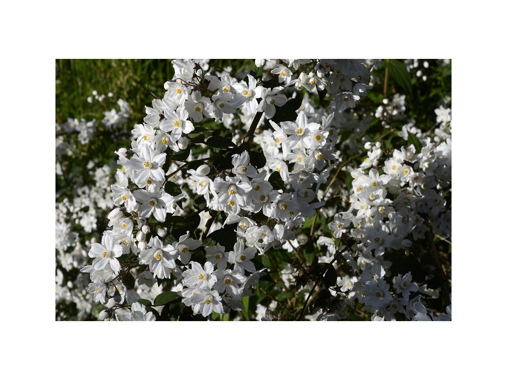 DEUTZIA aff.HYPOGLAUCA CBCH218