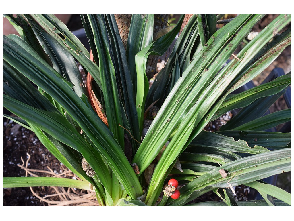 ROHDEA JAPONICA 'NOBORY RYU' ROHDEA JAPONICA 'NOBORY RYU'