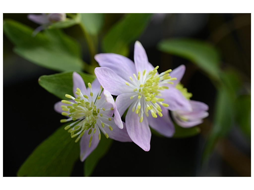 THALICTRUM X NISHIKI