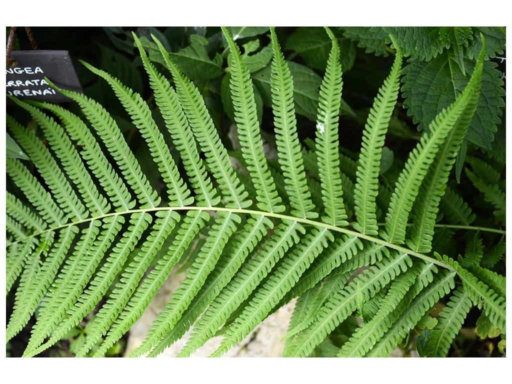 THELYPTERIS KUNTHII THELYPTERIS KUNTHII