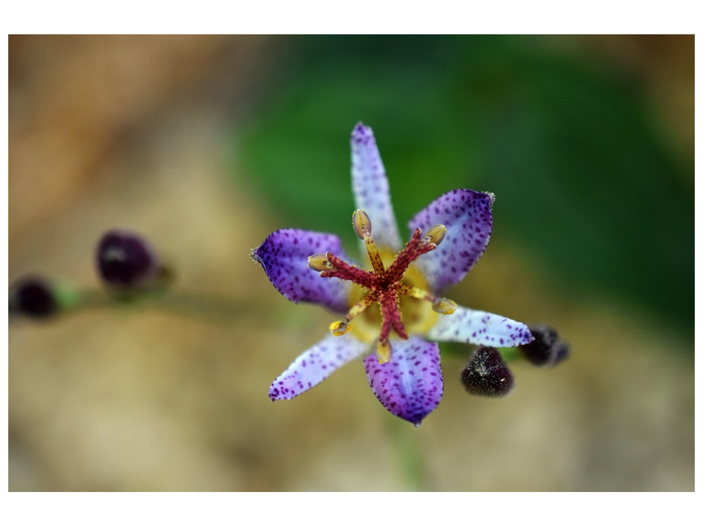 TRICYRTIS 'SEIRYU' TRICYRTIS 'SEIRYU'