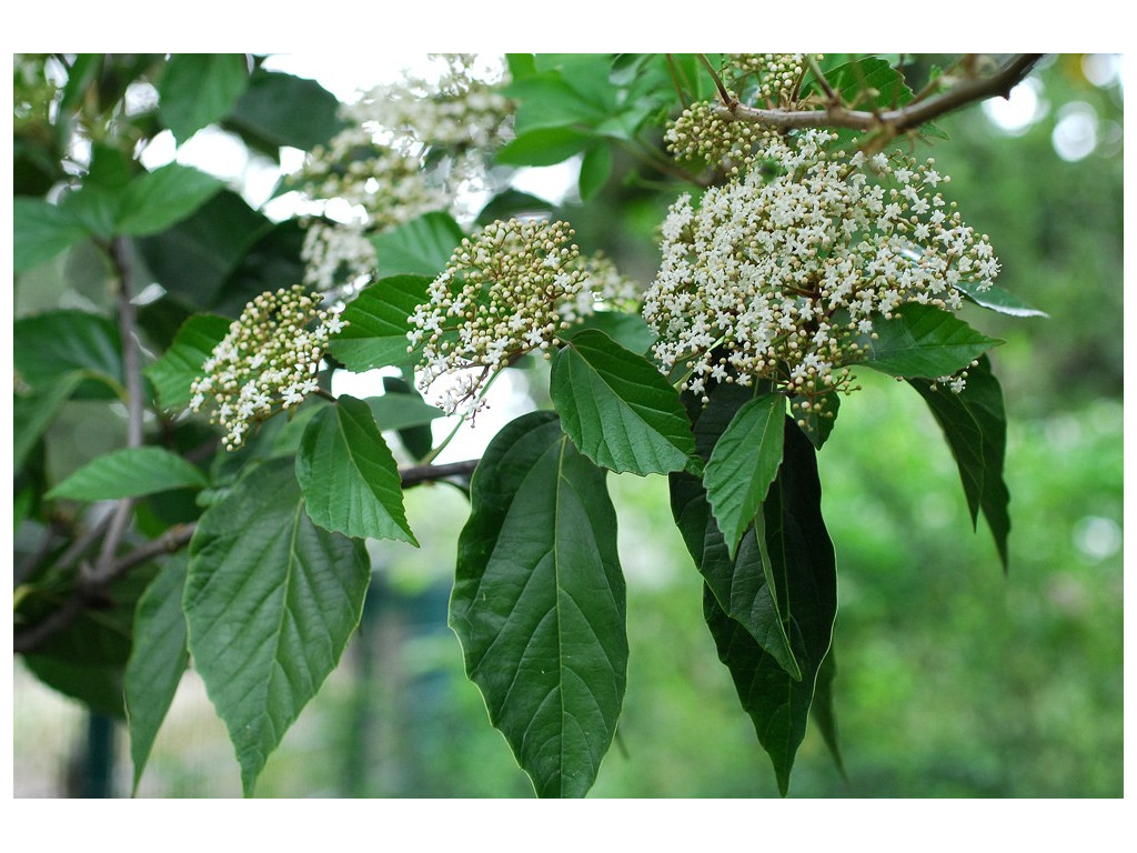 VIBURNUM JAPONICUM CMBJP1783 VIBURNUM JAPONICUM CMBJP1783