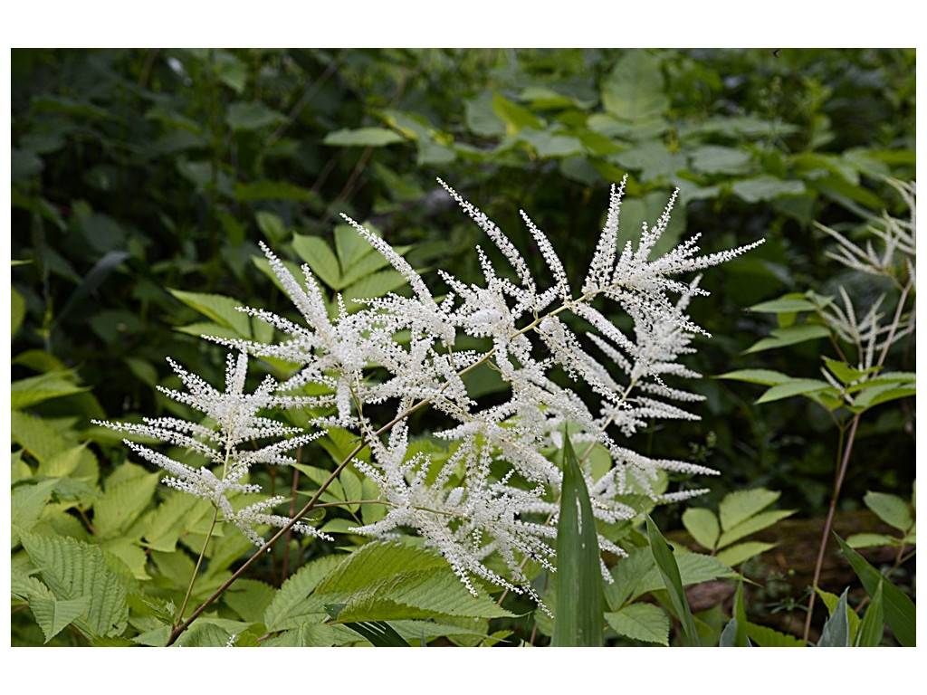 ARUNCUS KAMTSCHATICUS ARUNCUS KAMTSCHATICUS