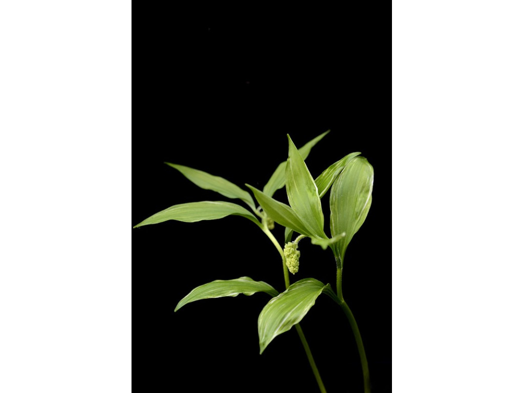 MAIANTHEMUM JAPONICUM 'KAKU' MAIANTHEMUM JAPONICUM 'KAKU'