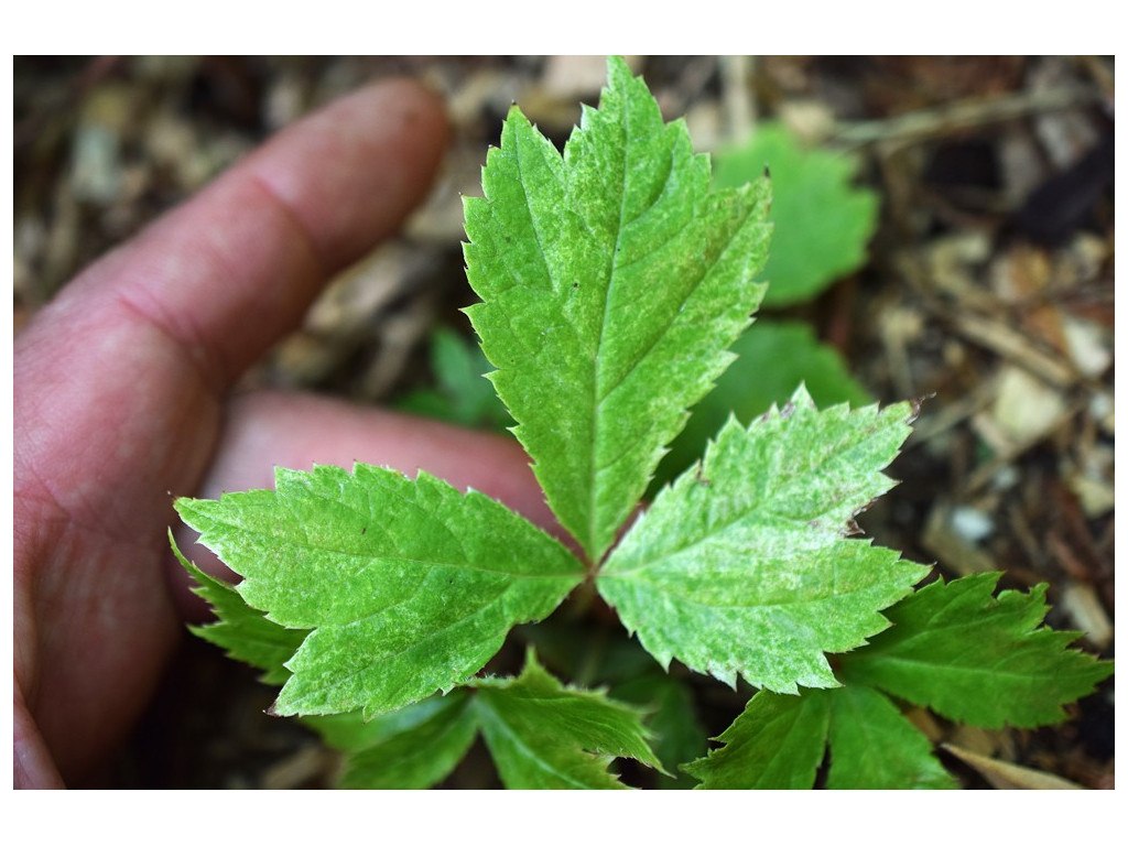 RODGERSIA PODOPHYLLA 'AKA UN' RODGERSIA PODOPHYLLA 'AKA UN'