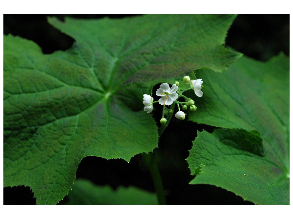 DIPHYLLEIA SINENSIS