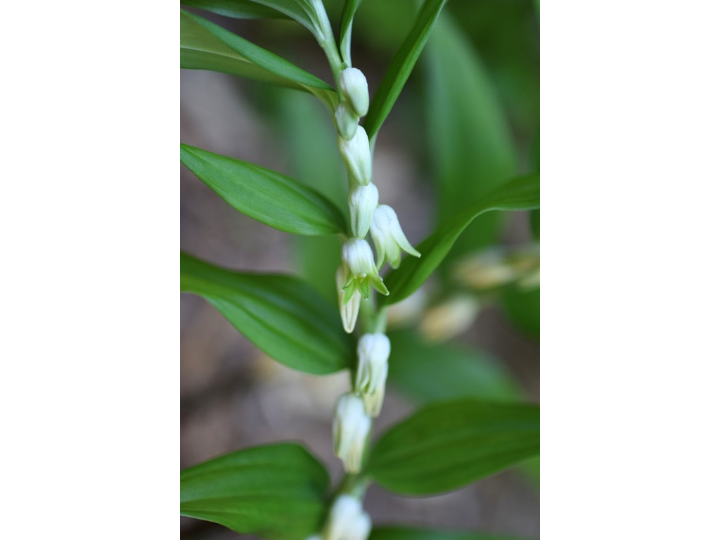 DISPOROPSIS PERNYI 'XIAO CHENGDU'