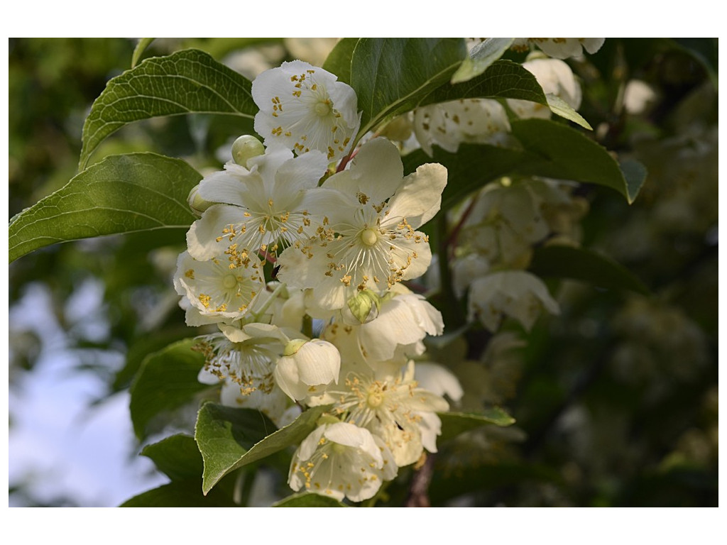 ACTINIDIA VALVATA CH2949 ACTINIDIA VALVATA CH2949