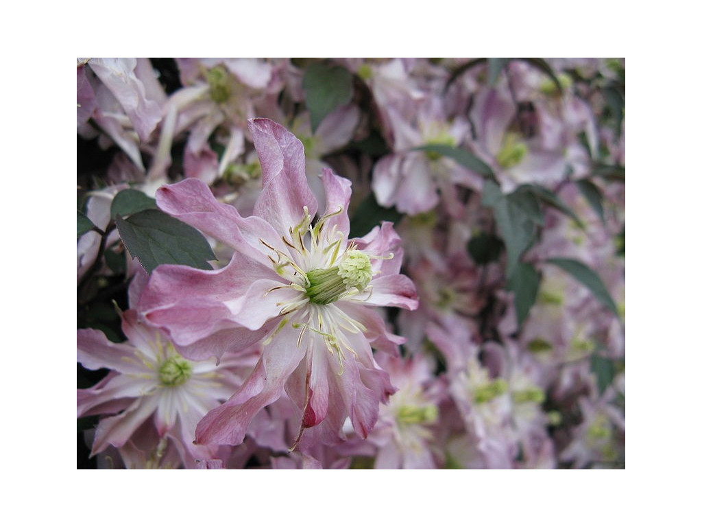 CLEMATIS MONTANA 'ROSEBUD' CLEMATIS MONTANA 'ROSEBUD'