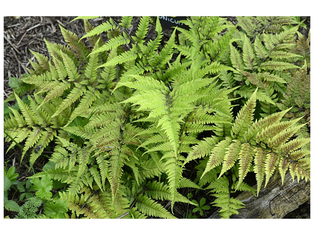 ATHYRIUM NIPONICUM CBJP915 ATHYRIUM NIPONICUM CBJP915