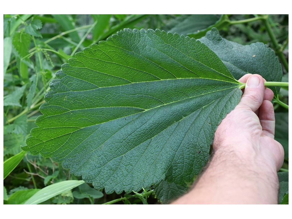 BOEHMERIA GIGANTEA JP680