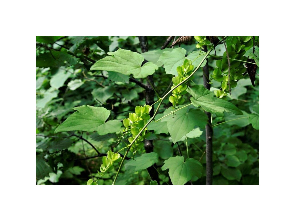 DIOSCOREA NIPPONICA