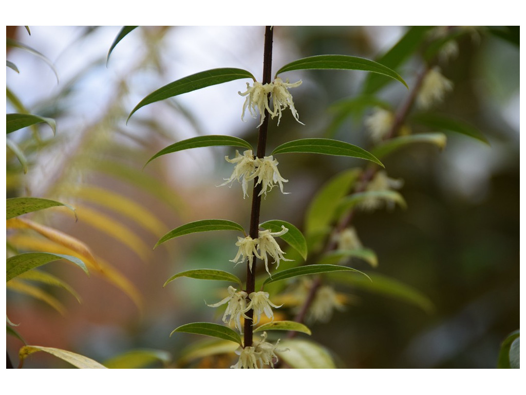 CHIMONANTHUS SALICIFOLIUS
