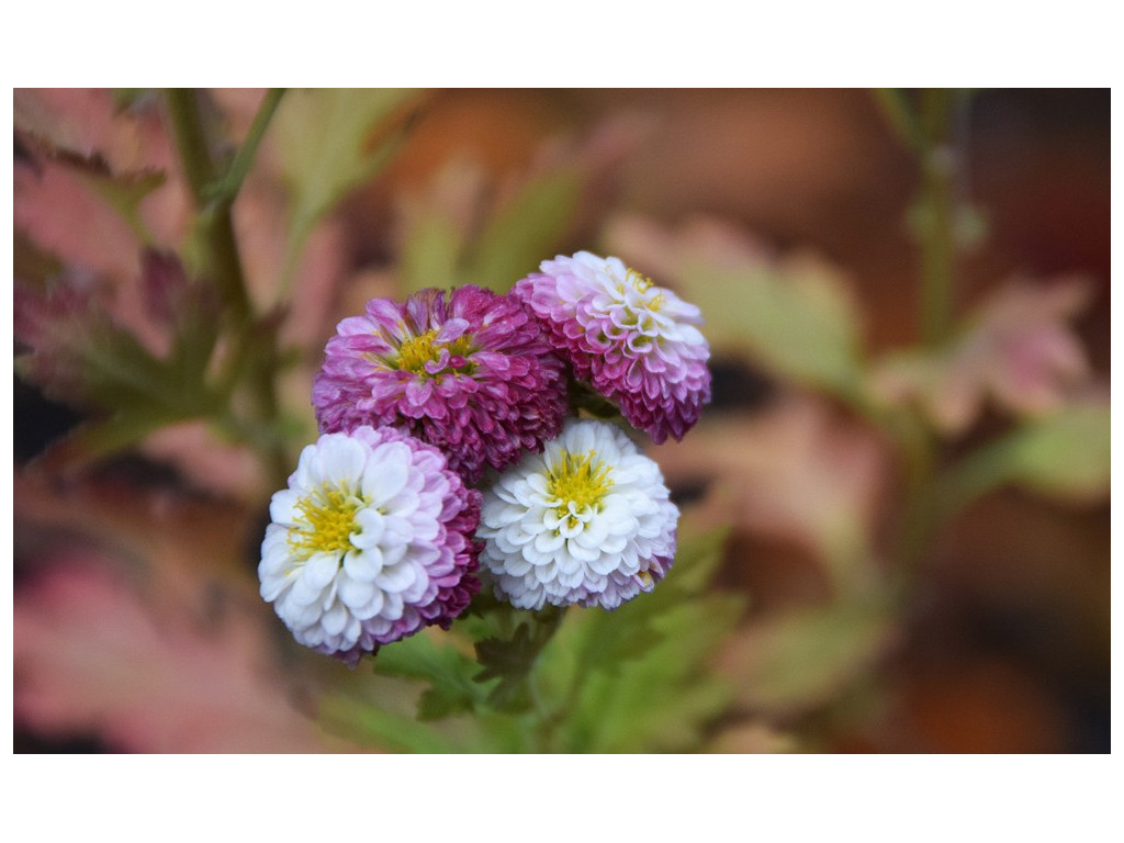 CHRYSANTHEMUM 'POMPON NIPPON' CHRYSANTHEMUM 'POMPON NIPPON'