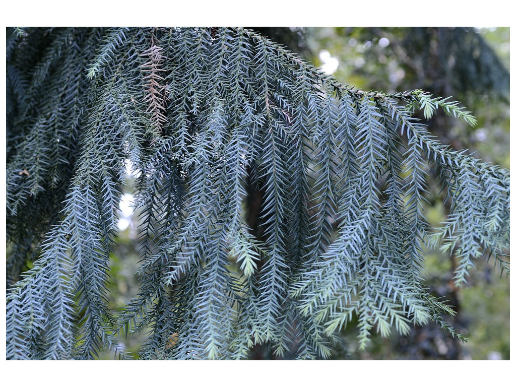 TAIWANIA CRYPTOMERIOIDES
