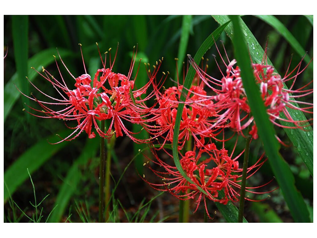 LYCORIS RADIATA LYCORIS RADIATA