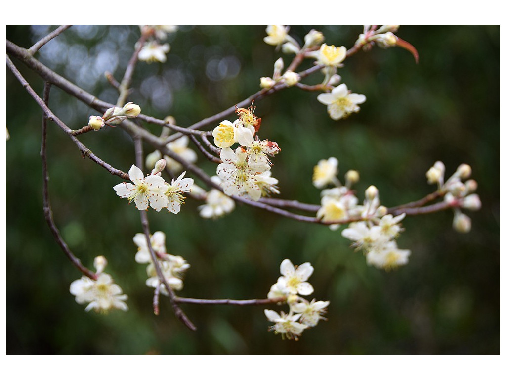 MALUS DOUMERI TW2272