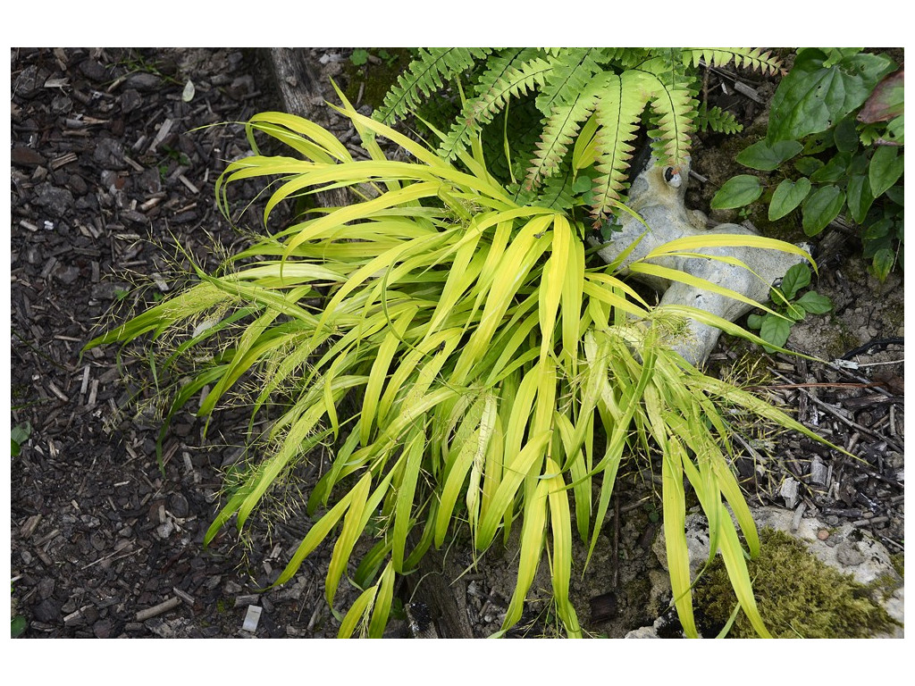 HAKONECHLOA MACRA 'ALL GOLD' HAKONECHLOA MACRA 'ALL GOLD'