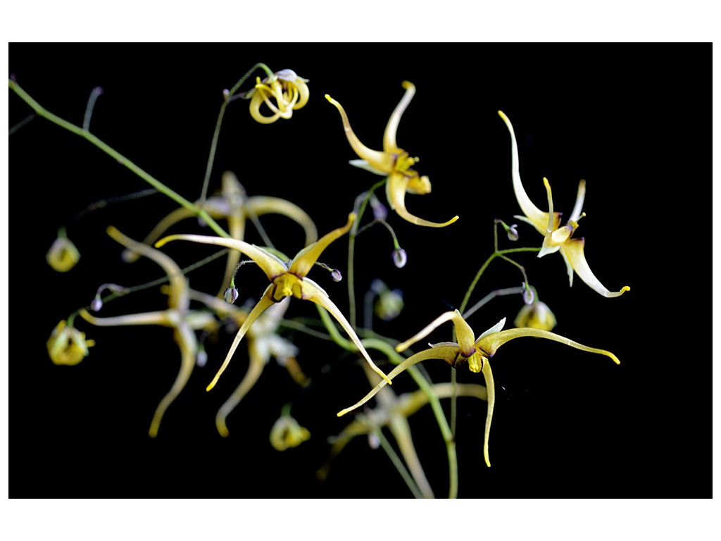 EPIMEDIUM 'THE GIANT'