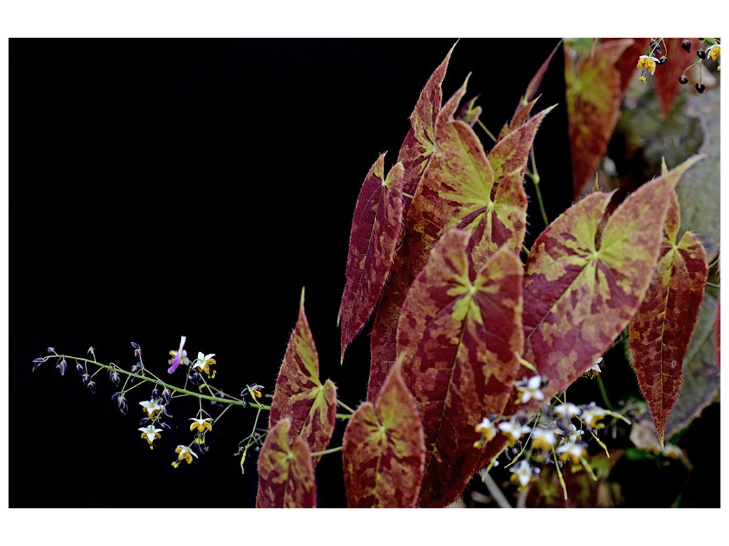 EPIMEDIUM SAGITTATUM 'WARLORD'