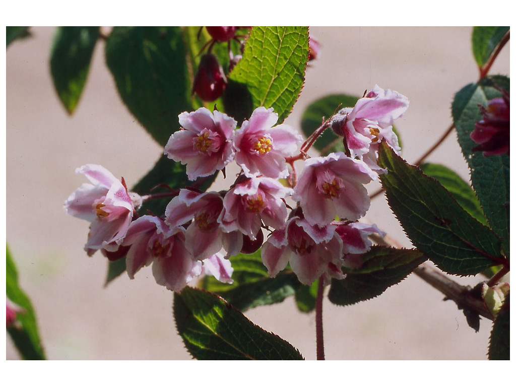 DEUTZIA CALYCOSA