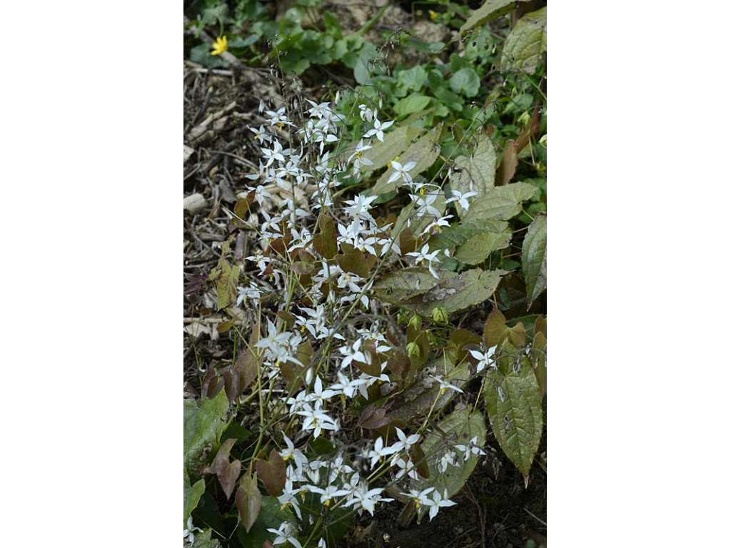 EPIMEDIUM STELLULATUM 'YUKIKO'