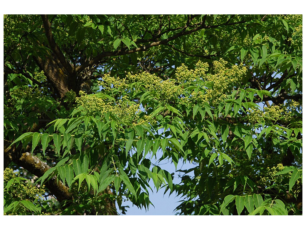 PHELLODENDRON AMURENSE PHELLODENDRON AMURENSE