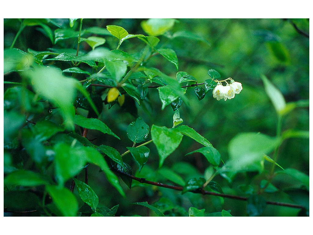 PHILADELPHUS TOMENTOSUS TDA417 PHILADELPHUS TOMENTOSUS TDA417