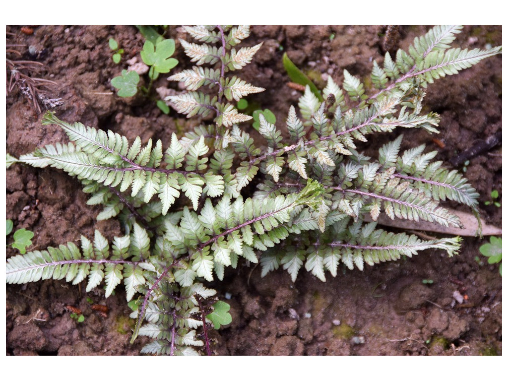 ATHYRIUM NIPONICUM 'THRILL SEEKER' ATHYRIUM NIPONICUM 'THRILL SEEKER'