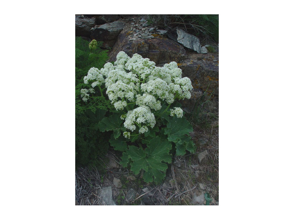 CRAMBE KOTSCHYANA CRAMBE KOTSCHYANA