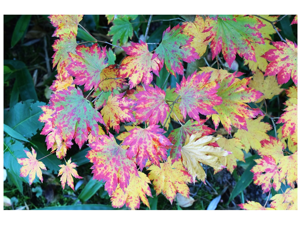 ACER PSEUDOSIEBOLDIANUM JP5393 ACER PSEUDOSIEBOLDIANUM JP5393