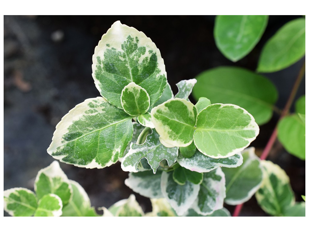 EUONYMUS FORTUNEI 'SILVER QUEEN'